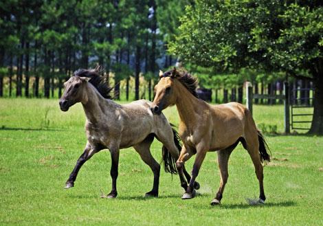 Carolina Marsh Tacky - horse Breeds | ცხენის ჯიშები| cxenis jishebi
