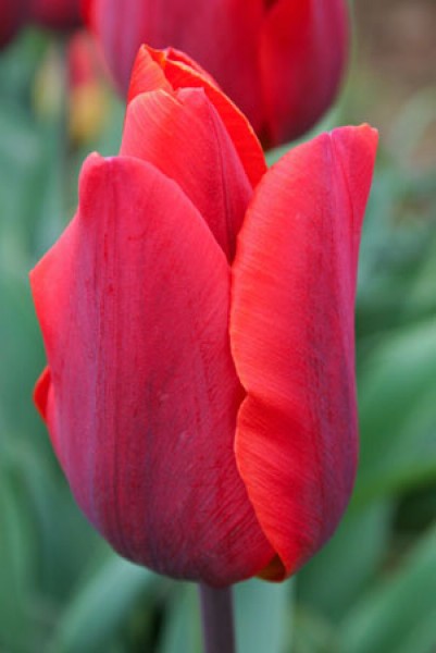 Couleur Cardinal -                                                         Species Tulip| TITA | ტიტა                                                        