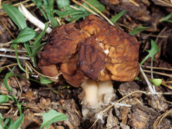 Brain Mushroom: Gyromitra esculenta - Fungi species | sokos jishebi | სოკოს ჯიშები