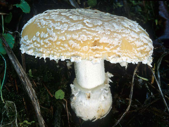 Amanita gemmata - Mushroom Species Images