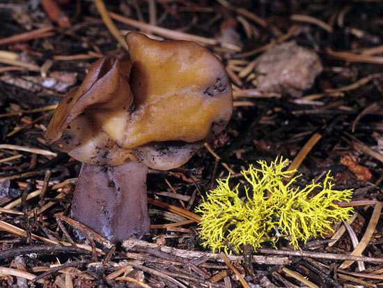 Gyromitra infula - Fungi species | sokos jishebi | სოკოს ჯიშები