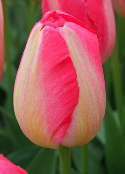 Judith Leyster -                                                         Species Tulip| TITA | ტიტა                                                        