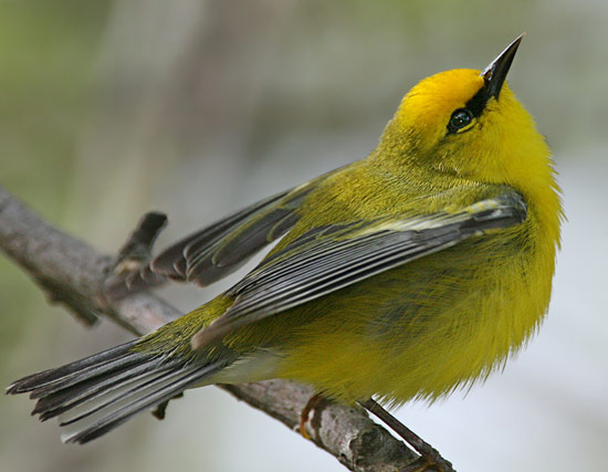 Bachman's Warbler - Bird Species | Frinvelis jishebi | ფრინველის ჯიშები