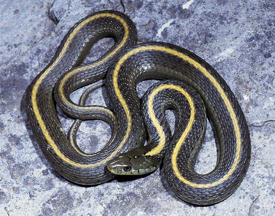 Thamnophis atratus atratus - Santa Cruz Gartersnake - snake species | gveli | გველი