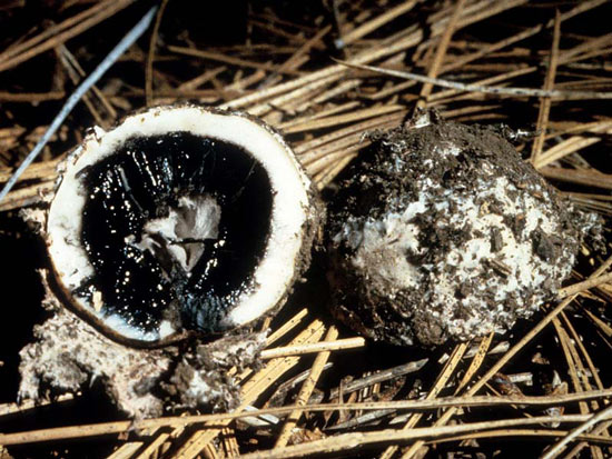 Pyrenogaster atrogleba - Mushroom Species Images
