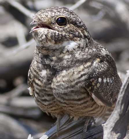Lesser Nighthawk - Bird Species | Frinvelis jishebi | ფრინველის ჯიშები