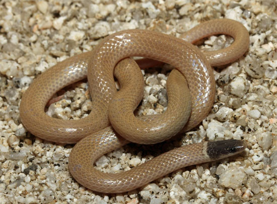 Tantilla planiceps - Western Black-headed Snake - snake species | gveli | გველი