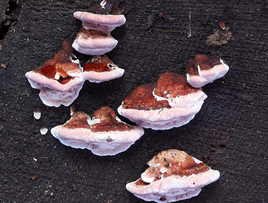 Fomitopsis cajanderi - Fungi species | sokos jishebi | სოკოს ჯიშები