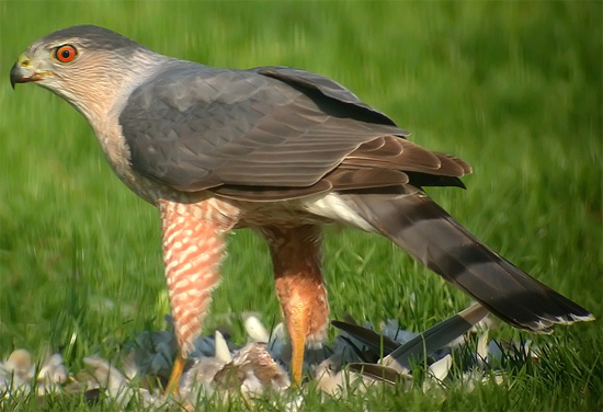 Cooper's Hawk - Bird Species | Frinvelis jishebi | ფრინველის ჯიშები