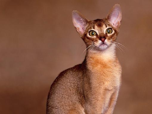 Abyssinian - cat Breeds | კატის ჯიშები | katis jishebi