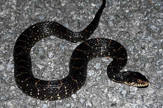 Nerodia fasciata pictiventris - Florida Watersnake - snake species | gveli | გველი