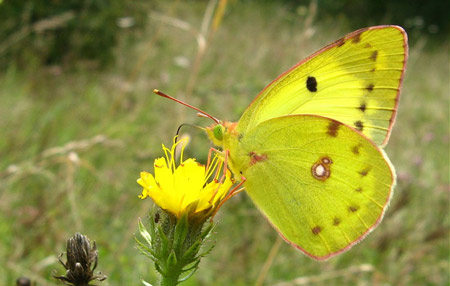 Clouded Yellow - Butterfly species | PEPLIS JISHEBI | პეპლის ჯიშები