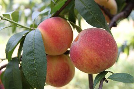 Madison - Peach Varieties