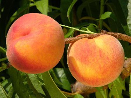 Loring - Peach Varieties