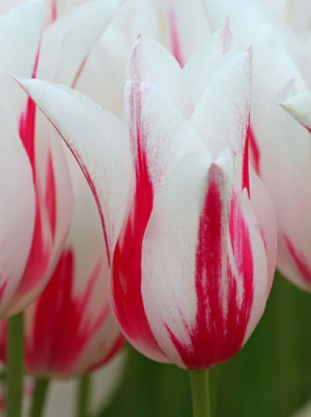Marilyn -                                                         Species Tulip| TITA | ტიტა                                                        