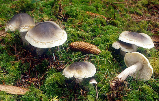 Tricholoma saponaceum - Fungi species | sokos jishebi | სოკოს ჯიშები