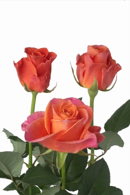 Areeba - Rose Varieties | VARDI | ვარდი                                                                                                                