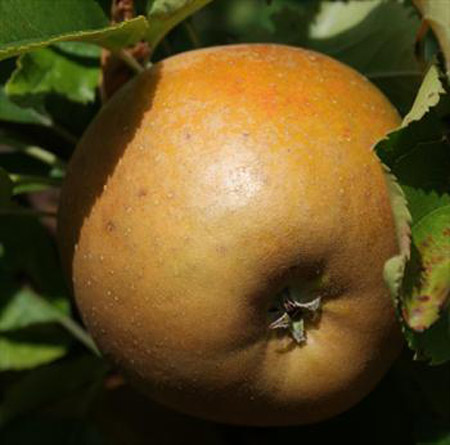 Egremont Russet - Apple Varieties