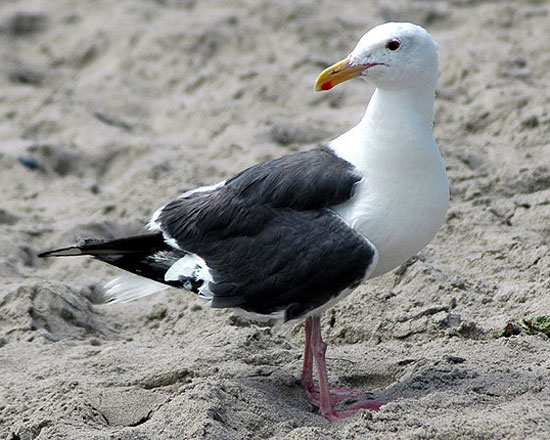 Western Gull - Bird Species | Frinvelis jishebi | ფრინველის ჯიშები
