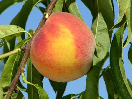 PF 17 Flamin Fury - Peach Varieties