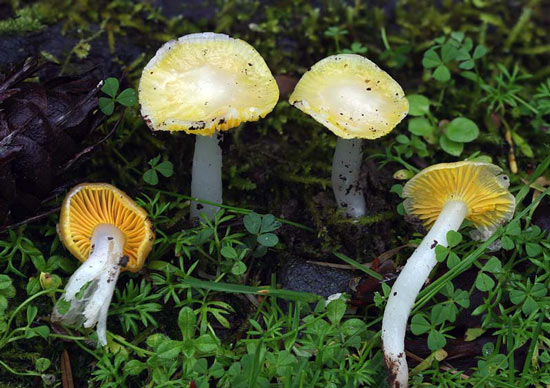 Hygrocybe flavifolia - Fungi species | sokos jishebi | სოკოს ჯიშები