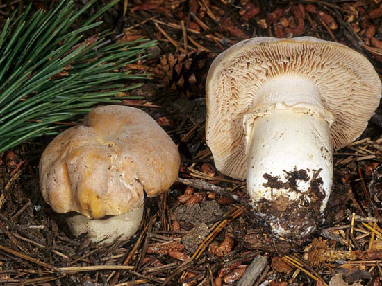 Cortinarus caperatus - Mushroom Species Images