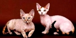 Minskin - cat Breeds | კატის ჯიშები | katis jishebi