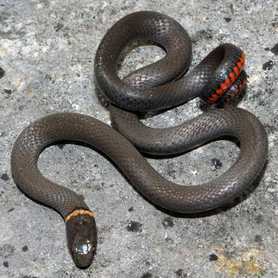 Diadophis punctatus arnyi - Prairie Ring-necked Snake - snake species | gveli | გველი
