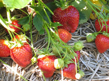 Malwina - Strawberry Varieties