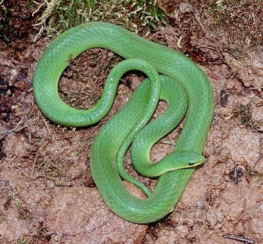Liochlorophis (Opheodrys) vernalis - Smooth Greensnake - snake species | gveli | გველი