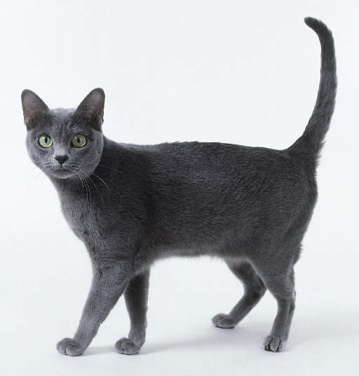 Korat - cat Breeds | კატის ჯიშები | katis jishebi