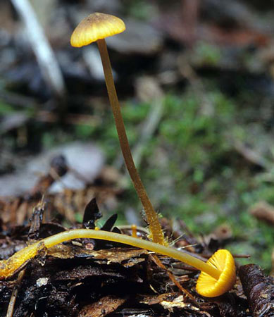Mycena aurantiomarginata - Fungi species | sokos jishebi | სოკოს ჯიშები