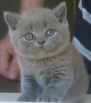 British Shorthair 1 - cat Breeds | კატის ჯიშები | katis jishebi