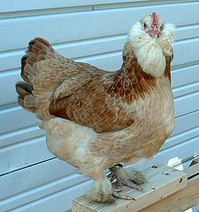 Faverolles 2 - chicken Breeds | ქათმის ჯიშები | qatmis jishebi