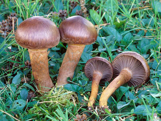 Chroogomphus vinicolor - Mushroom Species Images