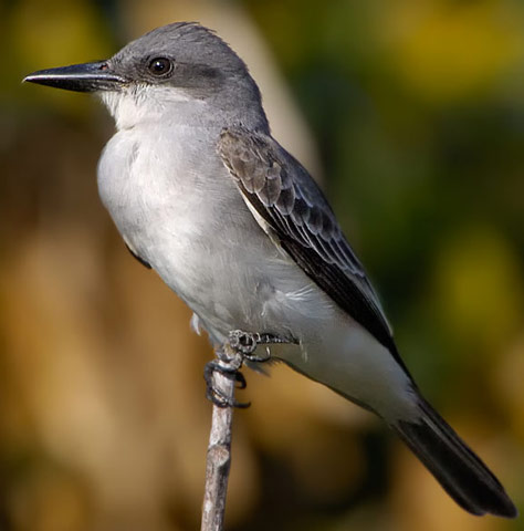 Gray Kingbird - Bird Species | Frinvelis jishebi | ფრინველის ჯიშები