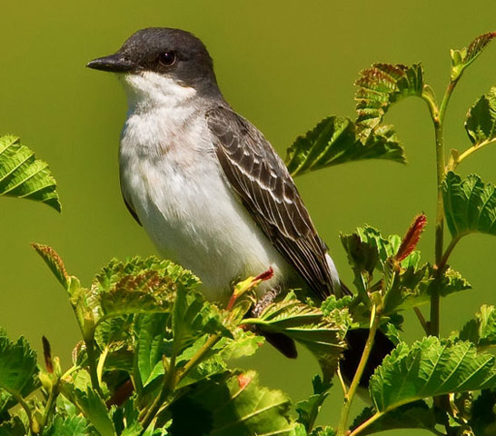 Eastern Kingbird - Bird Species | Frinvelis jishebi | ფრინველის ჯიშები