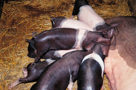 Krskopolje - pig breeds | goris jishebi | ღორის ჯიშები