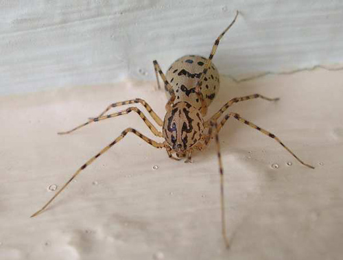 Spitting Spider - Spider species | OBOBAS JISHEBI | ობობას ჯიშები