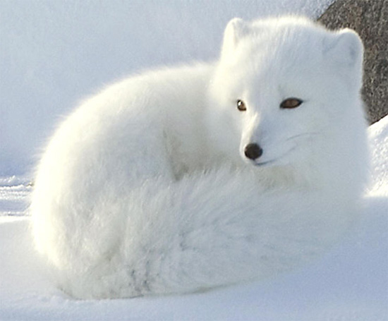 Arctic Fox - fox species | melias jishebi | მელიას ჯიშები