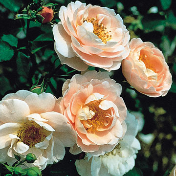 Belle Story - Rose Varieties | VARDI | ვარდი                                                                                                                