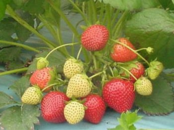 Amelia - Strawberry Varieties