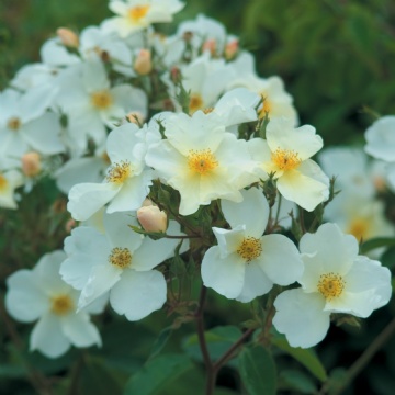 Kew Gardens - Rose Varieties | VARDI | ვარდი                                                                                                                