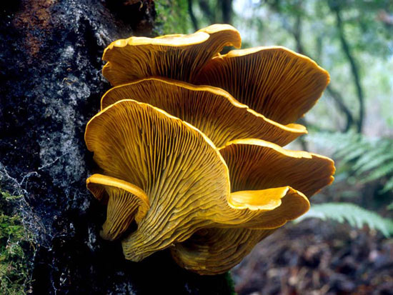 Omphalotus olivascens - Mushroom Species Images