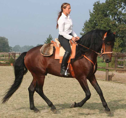 Altwurttemberg Horse - horse Breeds | ცხენის ჯიშები| cxenis jishebi