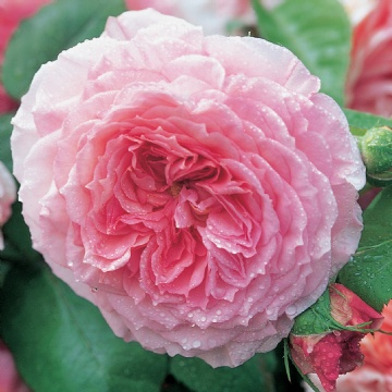 James Galway - Rose Varieties | VARDI | ვარდი                                                                                                                