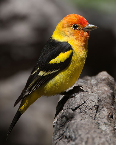 Western Tanager - Bird Species | Frinvelis jishebi | ფრინველის ჯიშები