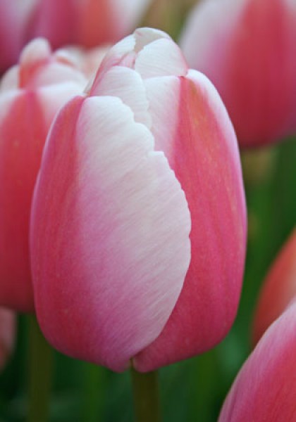 Ollioules -                                                         Species Tulip| TITA | ტიტა                                                        