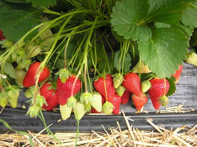 Roxana - Strawberry Varieties