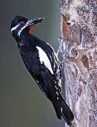 Williamson's Sapsucker - Bird Species | Frinvelis jishebi | ფრინველის ჯიშები